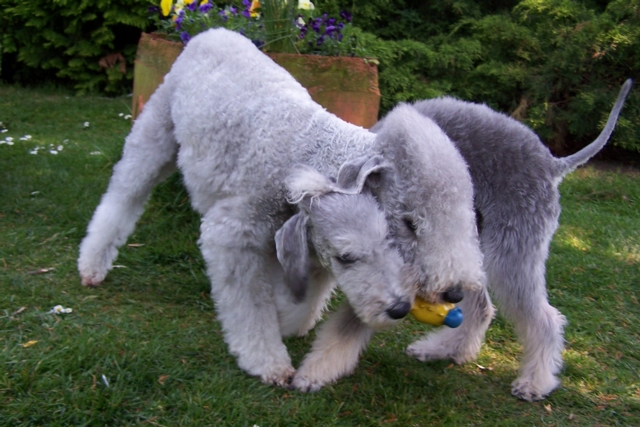 Unsere Hunde 11.05 (11).JPG